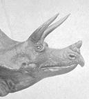A triceratops' beak